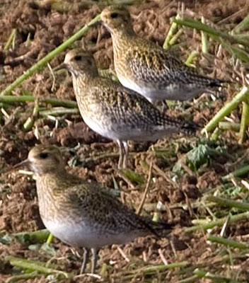 Gold-Regenpfeifer (Pluvialis apricaria) 