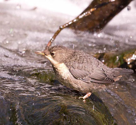 Wasseramseln (Cinclus cinclus) [Foto: Wasseramselbaby in der Glems in Schwieberdingen am 22.4.2014, Foto T.G.] Hinweis: Wegen der Schutzbedürfigkeit der seltenen Wasseramsel wird der Brutplatz nur auf Nachfrage bekannt gegeben