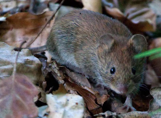 ine Maus im Zeilwald: mit "rötelrotem" Rückenfell und hellgräulichen Füßen. Die Augen sind recht groß. Typisch für die Rötelmaus.