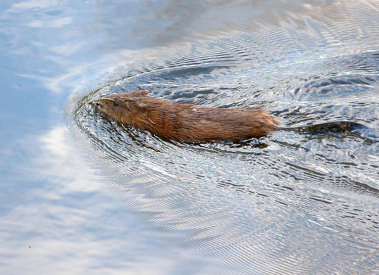 26.04.2012 Bissingen Enz bei Leudelsbachmündung Kamera: Canon EOS 5D MkII / 100-400