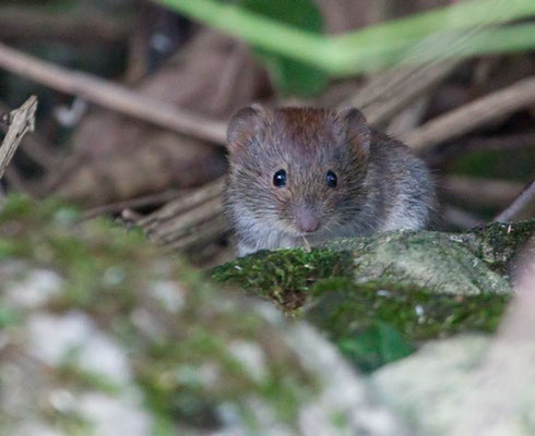 Maus am Naturdenkmal 25/75 im Rotenackerwald