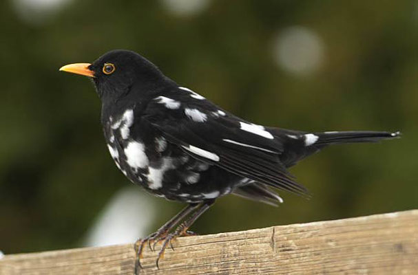 Amseln im Glemstal (Turdus merula) [Foto: Amselmutant  in Hemmingen, 1/2013, Foto Toni Henghuber]