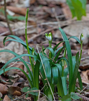 26.02.2011 Markgröningen Leudelsbachtal, Hörnle Kamera: Canon EOS 5D MkII / 100-400