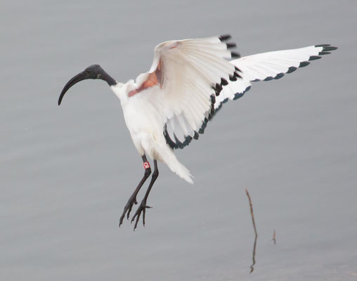 27.11.2015 Altmühlsee