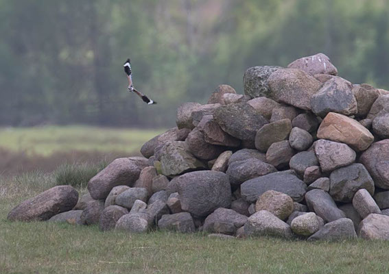 22.05.2017 Lüneburger Heide