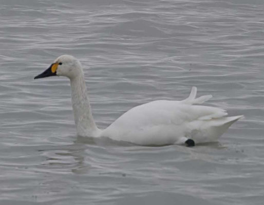 26.1.2019 Bodensee