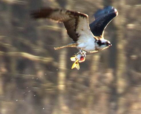 05.04.2015 Müritz Nationalpark x Federow