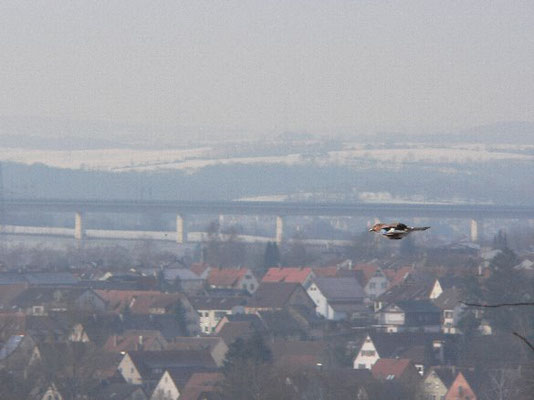 Rabenvögel im Glemstal (Corvidae)   [Foto: Eichelhäher in Unterriexingen, vor der ICE-Brücke 22.12.2004]