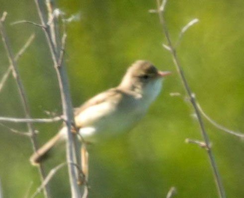 06.05.2016 Kornwestheim