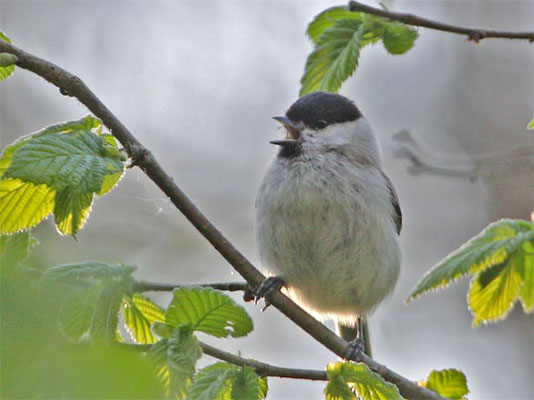 Sumpfmeisen im Glemstal (Poecile palustris) [Foto: Sumpfmeise singt im Glemstal bei Schwieberdingen, April 2008]