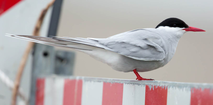 25.05.2016 Eidersperrwerk