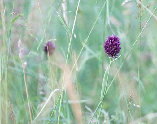 12.6.2009 Schwieberdingen Glemstal, am Felsenberg Kamera: Canon EOS 5D Mk II / 100-400