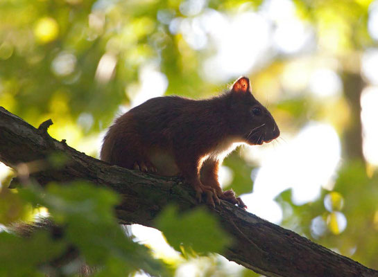 (Sciurus vulgaris) ein Optimist: hat trotz Nachttemperaturen um die 7°C noch keinerlei Haarbüschel auf den Ohren