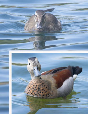 Im Stricklerweiher, Oben die Dame, unten der Herr, beide rechts beringt mit grünem Plastikring