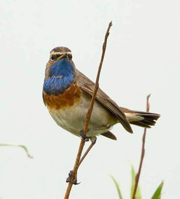 08.05.2016 Bissingen