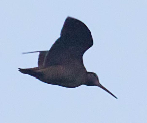 22.05.2017 Lüneburger Heide