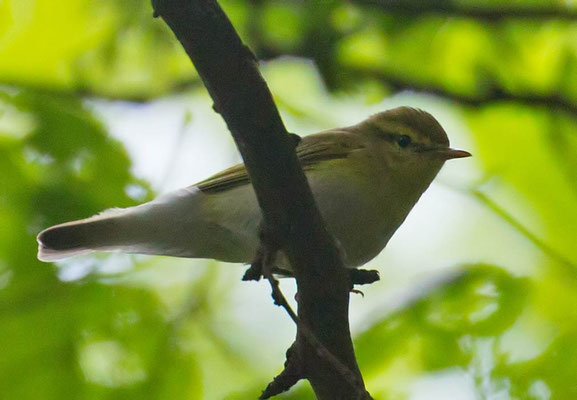 08.05.2016 Bissingen