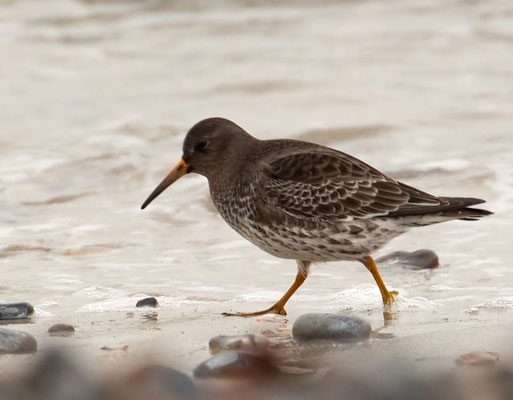 07.11.2015 Helgoland