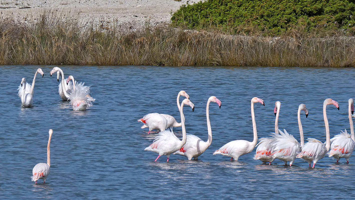 Flamingos (Phoenicopteridae) , Lefkadas, Griechenland