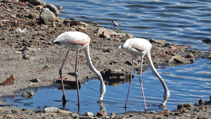Flamingos (Phoenicopteridae) , Malaga