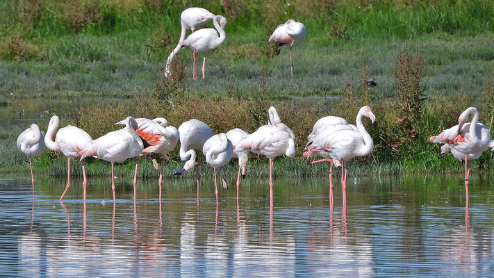 Flamingos (Phoenicopteridae) , El Rocio, Andalusien
