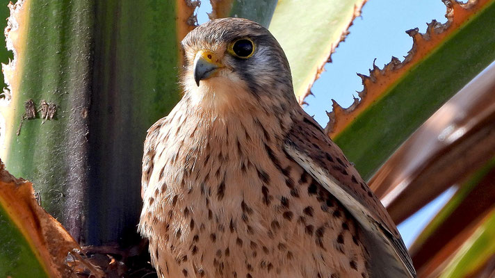 Turmfalke (Falco tinnunculus canariensis), Lanzarote