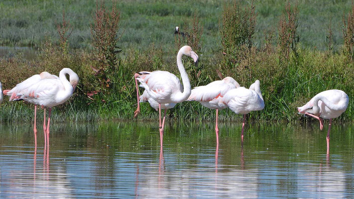 Flamingos (Phoenicopteridae) , El Rocio, Andalusien