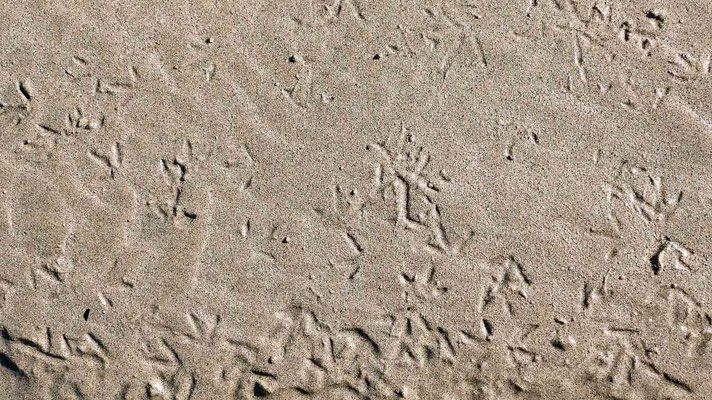 Sanderling (Calidris alba), Spuren im Sand