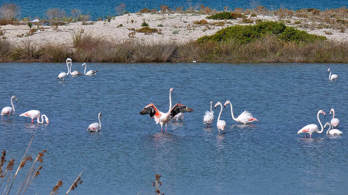 Flamingos (Phoenicopteridae) , Lefkadas, Griechenland