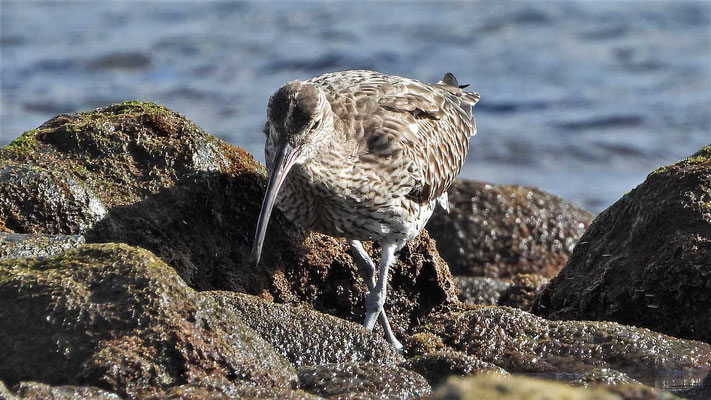 Großer Brachvogel (Numenius arquata), Lanzarote