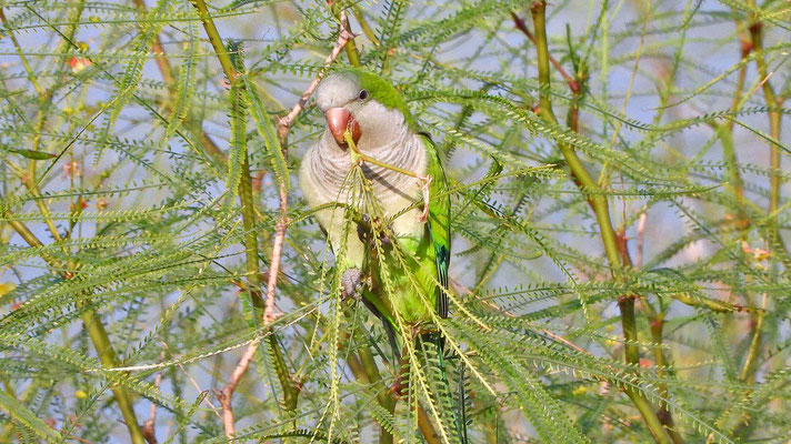Mönchssittich (Myiopsitta monachus), Malaga