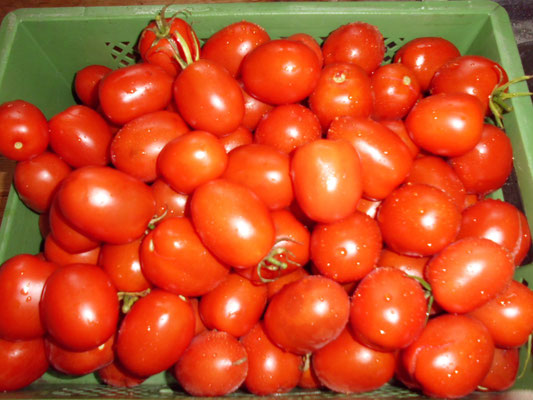 Tomaten einkochen