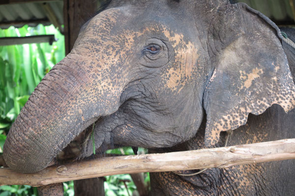 Elephant Sanctuary Experience Khao Sok Silver Cliff Resort