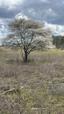 Nationalpark de Hoge Veluwe