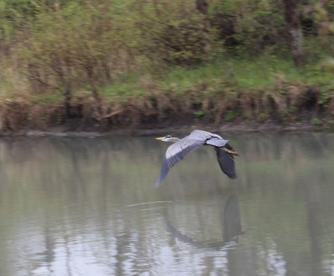 blue heron in flight sp 26