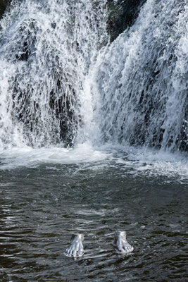 2025 Rural Visions - Jacopo Rinaldi - Riserva Naturale Regionale Selva del Lamone