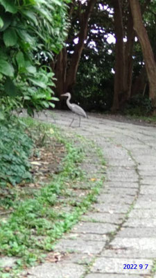 散歩道に現れたサギ