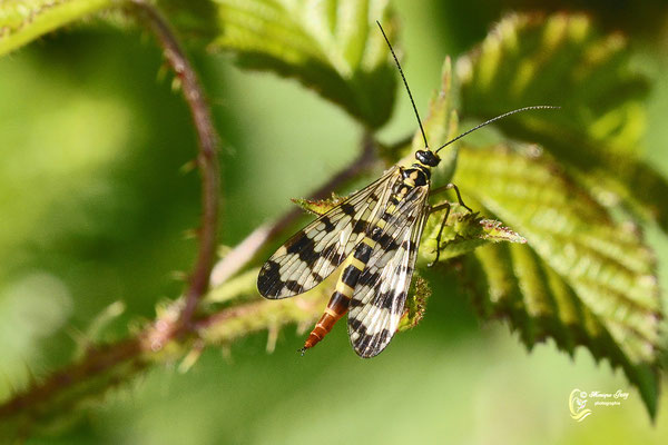 Monique Guay, Mouche-scorpion panorpe