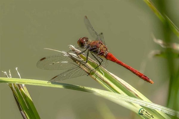 Sympetrum rouge-sang