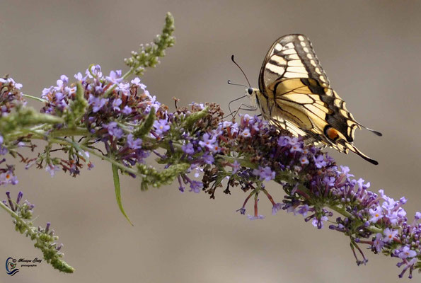 Machaon