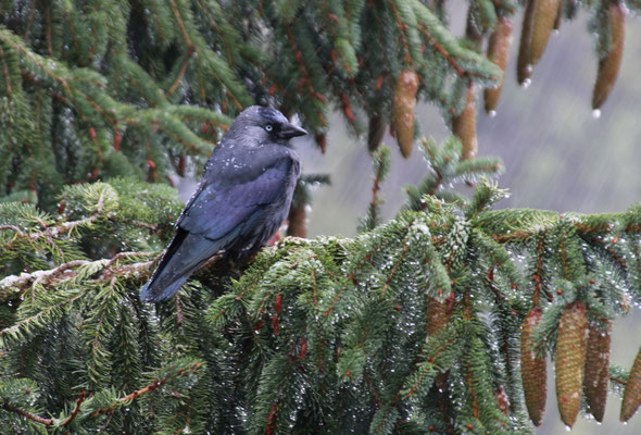 Dany Bellamy - Un choucas sous une pluie de neige  :  F/6,3   100 Iso   1/20s   300mm