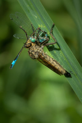 Serge Murschel - Libellule mangeant une demoiselle (Etang de St Pierre) 90mm, 1/160s,  f8, ISO 100