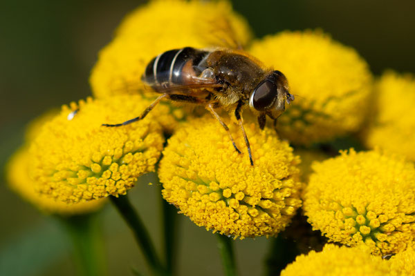 Serge Murschel - Syrphe en pleine séance de butinage (Jardin de Berchigranges) 90mm, 1/500s,  f5, ISO 100