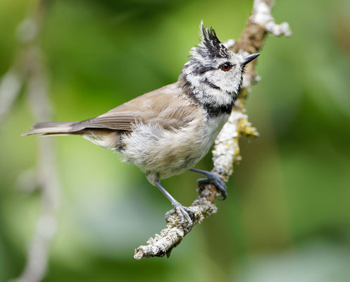Jean-Louis Reymonet - Mésange huppée 