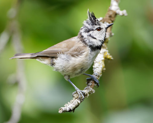 Jean-Louis Reymonet - Mésange huppée 