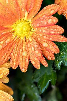 Nature-Focus stacking floral