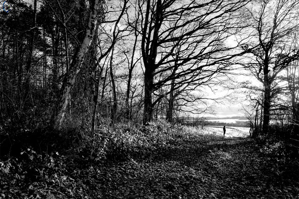 Monique Guay, Au bout du chemin  -  Sous-bois au-dessus de Brumetz