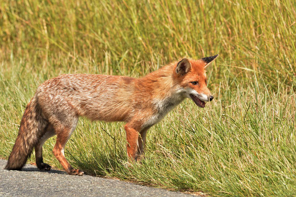 Bruno Santerre - Renard