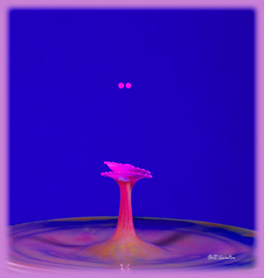 Jean-Charles Lecoultre, Goutte de lait, Iso 100 , ouverture F8, au 1/100 de seconde; Canon 5D mark IV, objectif 100 macro 2.8 et le pluto TRIGGLER