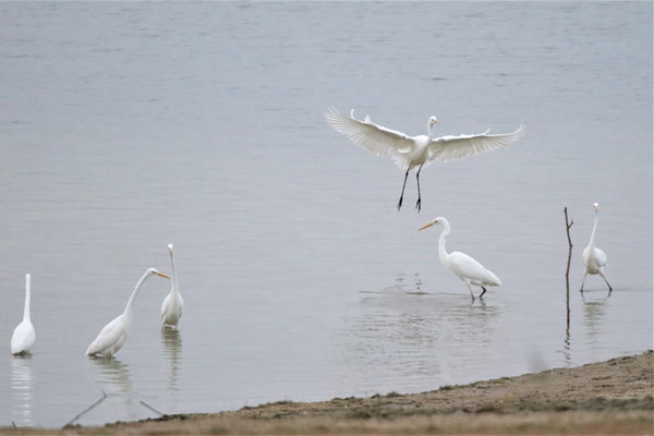Laurent Charpentier, ATTERRISSAGE D'UNE AIGRETTE